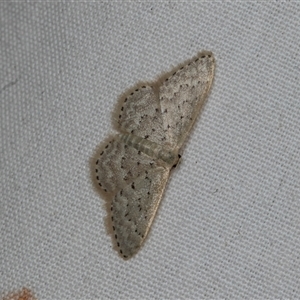 Idaea philocosma (Flecked Wave) at Higgins, ACT by AlisonMilton