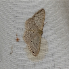 Idaea philocosma at Higgins, ACT - 22 Dec 2024 04:50 AM