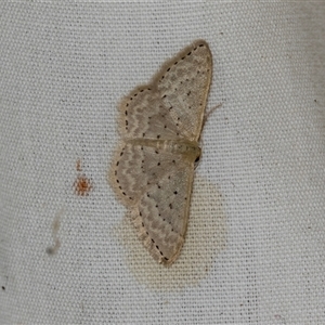 Idaea philocosma at Higgins, ACT - 22 Dec 2024