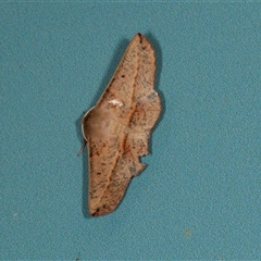 Antictenia punctunculus (A geometer moth) at Bungonia, NSW - 20 Dec 2024 by AlisonMilton