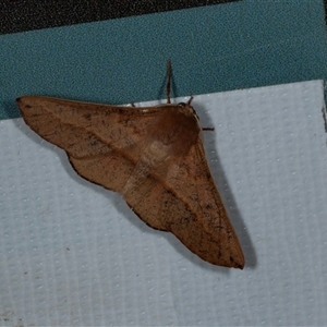 Antictenia punctunculus at Bungonia, NSW - 20 Dec 2024