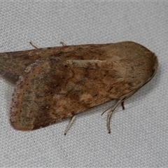 Helicoverpa (genus) (A bollworm) at Higgins, ACT - 21 Dec 2024 by AlisonMilton