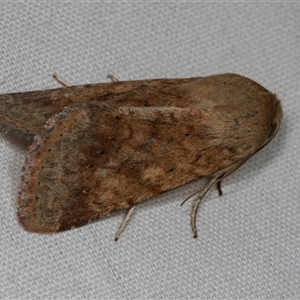 Helicoverpa (genus) (A bollworm) at Higgins, ACT by AlisonMilton