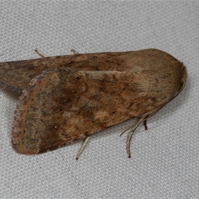 Helicoverpa (genus) (A bollworm) at Higgins, ACT - 21 Dec 2024 by AlisonMilton