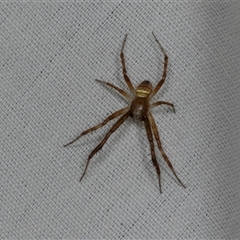 Unidentified Orb-weaving spider (several families) at Higgins, ACT - 21 Dec 2024 by AlisonMilton