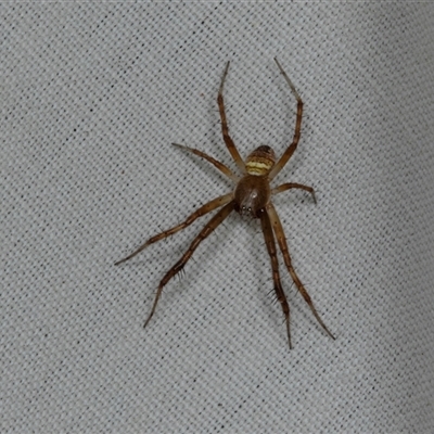 Unidentified Orb-weaving spider (several families) at Higgins, ACT - 21 Dec 2024 by AlisonMilton