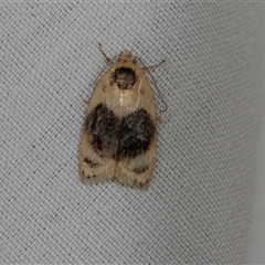 Garrha ocellifera (A concealer moth) at Higgins, ACT - 21 Dec 2024 by AlisonMilton