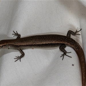 Lampropholis delicata (Delicate Skink) at Higgins, ACT by AlisonMilton