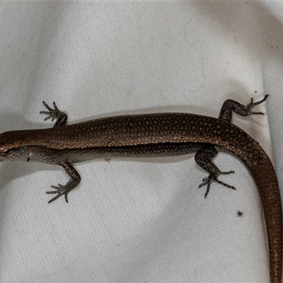 Lampropholis delicata (Delicate Skink) at Higgins, ACT - 17 Dec 2024 by AlisonMilton