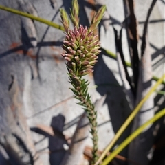 Epacris paludosa (Alpine Heath) at Glen Allen, NSW - 3 Nov 2024 by RobG1