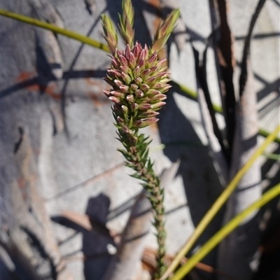 Epacris paludosa (Alpine Heath) at Glen Allen, NSW - 3 Nov 2024 by RobG1