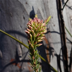 Epacris paludosa at Glen Allen, NSW - 3 Nov 2024