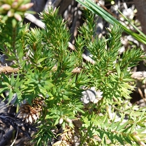 Epacris paludosa at Glen Allen, NSW - 3 Nov 2024