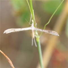 Platyptilia celidotus (Plume Moth) at Gundaroo, NSW - 20 Dec 2024 by ConBoekel