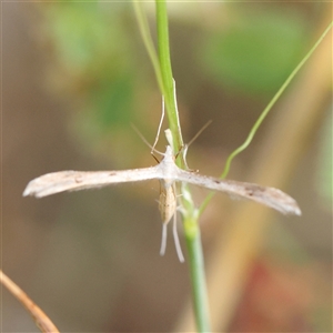 Platyptilia celidotus at Gundaroo, NSW - 21 Dec 2024