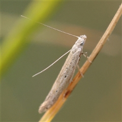 Batrachedra (genus) at Gundaroo, NSW - 20 Dec 2024 by ConBoekel