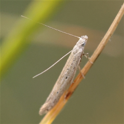 Batrachedra (genus) at Gundaroo, NSW - 20 Dec 2024 by ConBoekel