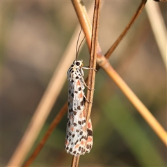 Utetheisa pulchelloides (Heliotrope Moth) at Gundaroo, NSW - 21 Dec 2024 by ConBoekel