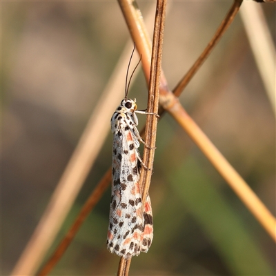 Utetheisa pulchelloides (Heliotrope Moth) at Gundaroo, NSW - 21 Dec 2024 by ConBoekel