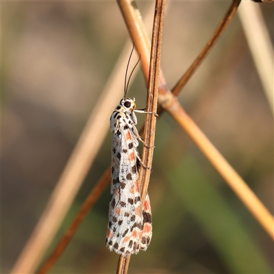 Utetheisa pulchelloides (Heliotrope Moth) at Gundaroo, NSW - 20 Dec 2024 by ConBoekel