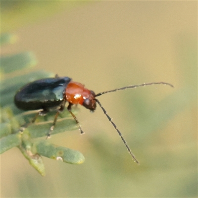 Adoxia benallae (Leaf beetle) at Gundaroo, NSW - 20 Dec 2024 by ConBoekel