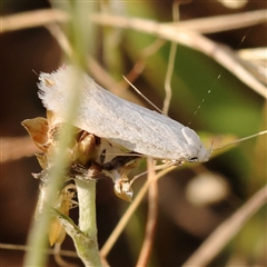 Zacorus carus at Gundaroo, NSW - 21 Dec 2024 by ConBoekel