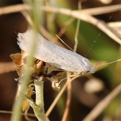 Zacorus carus at Gundaroo, NSW - 20 Dec 2024 by ConBoekel