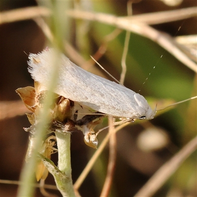 Zacorus carus at Gundaroo, NSW - 20 Dec 2024 by ConBoekel