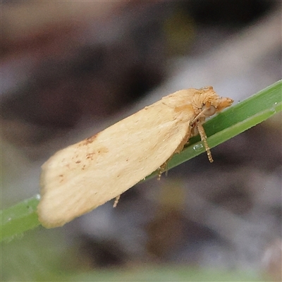 Merophyas divulsana (Lucerne Leafroller) at Gundaroo, NSW - 20 Dec 2024 by ConBoekel