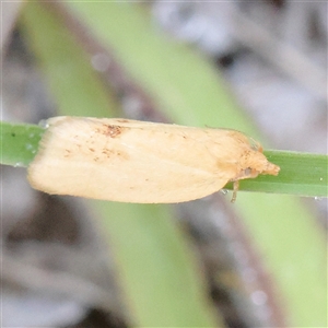 Merophyas divulsana at Gundaroo, NSW - 21 Dec 2024