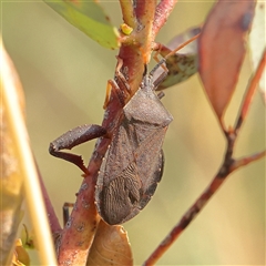 Amorbus (genus) (Eucalyptus Tip bug) at Gundaroo, NSW - 21 Dec 2024 by ConBoekel