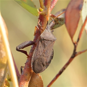 Unidentified Shield, Stink or Jewel Bug (Pentatomoidea) at Gundaroo, NSW by ConBoekel