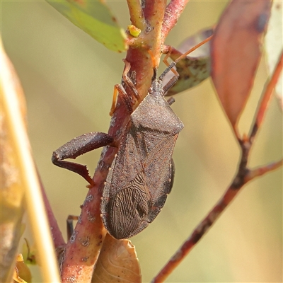 Unidentified Shield, Stink or Jewel Bug (Pentatomoidea) at Gundaroo, NSW - 20 Dec 2024 by ConBoekel