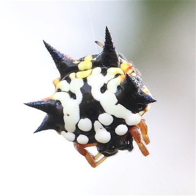 Austracantha minax (Christmas Spider, Jewel Spider) at Gundaroo, NSW - 21 Dec 2024 by ConBoekel