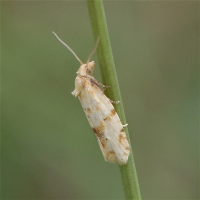 Merophyas divulsana (Lucerne Leafroller) at Gundaroo, NSW - 20 Dec 2024 by ConBoekel