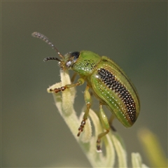 Calomela vittata (Acacia leaf beetle) at Gundaroo, NSW - 21 Dec 2024 by ConBoekel