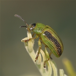 Calomela vittata (Acacia leaf beetle) at Gundaroo, NSW by ConBoekel