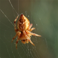 Unidentified Spider at Gundaroo, NSW - 20 Dec 2024 by ConBoekel