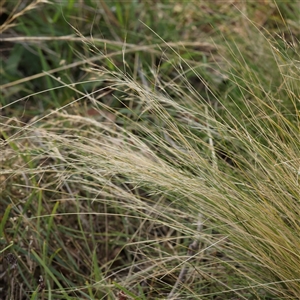 Nassella trichotoma (Serrated Tussock) at Gundaroo, NSW by ConBoekel