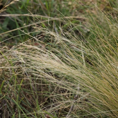 Nassella trichotoma (Serrated Tussock) at Gundaroo, NSW - 21 Dec 2024 by ConBoekel
