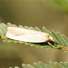 Eochrois caminias at Gundaroo, NSW - 21 Dec 2024 by ConBoekel