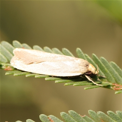 Eochrois caminias at Gundaroo, NSW - 21 Dec 2024 by ConBoekel