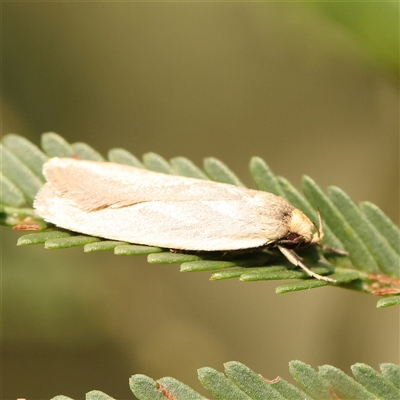 Eochrois caminias at Gundaroo, NSW - 20 Dec 2024 by ConBoekel