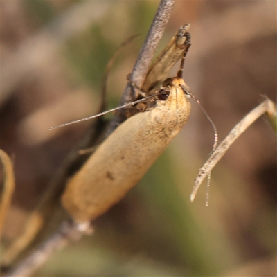 Unidentified Moth (Lepidoptera) at Gundaroo, NSW - 20 Dec 2024 by ConBoekel