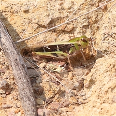 Gastrimargus musicus (Yellow-winged Locust or Grasshopper) at Gundaroo, NSW - 20 Dec 2024 by ConBoekel