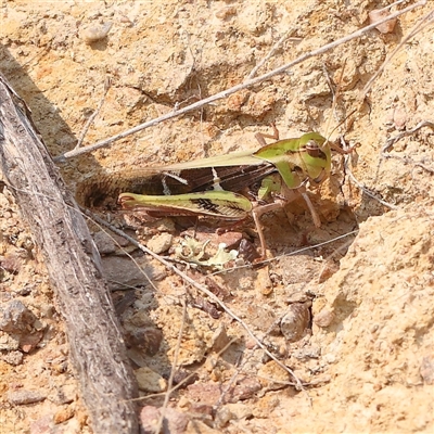 Gastrimargus musicus (Yellow-winged Locust or Grasshopper) at Gundaroo, NSW - 21 Dec 2024 by ConBoekel