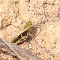 Gastrimargus musicus at Gundaroo, NSW - 21 Dec 2024 09:21 AM