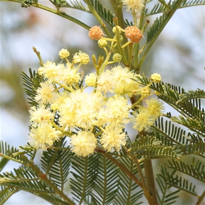 Acacia decurrens (Green Wattle) at Gundaroo, NSW - 21 Dec 2024 by ConBoekel