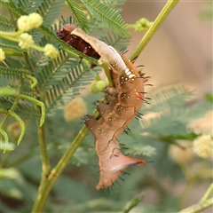 Neola semiaurata (Wattle Notodontid Moth) at Gundaroo, NSW - 21 Dec 2024 by ConBoekel