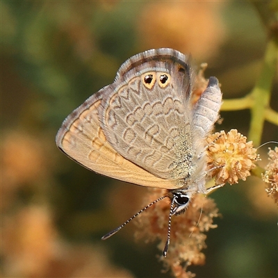 Nacaduba biocellata (Two-spotted Line-Blue) at Gundaroo, NSW - 21 Dec 2024 by ConBoekel